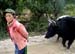 tibetan woman leading cows